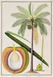 Cocoa Nut Tree, from Drawings of Plants from Malacca, c.1805-18